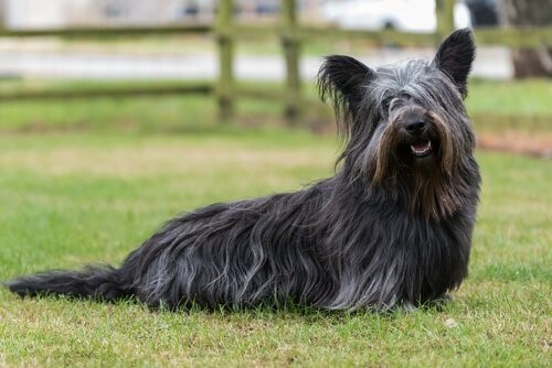 Hunderassen der schottischen Highlands - Skye Terrier