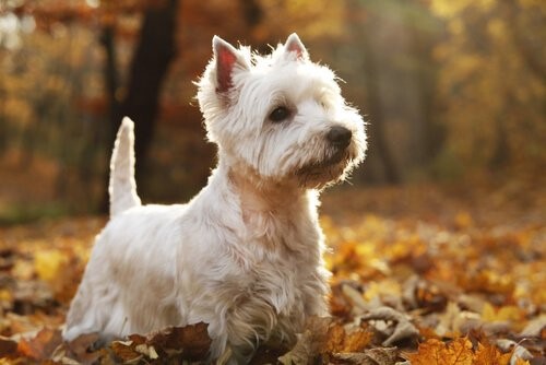 Hunderassen der schottischen Highlands - West Highland White Terrier