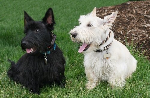 Hunderassen mit kurzen Beinen - Scottish Terrier