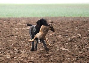 Ist dein Hund ein guter Jäger?