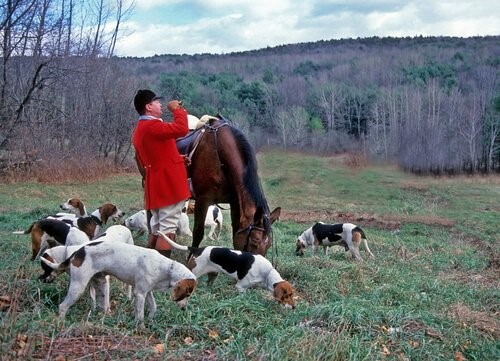 Ist dein Hund ein guter Jäger - Jagd