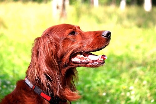 Ist dein Hund ein guter Jäger - hund