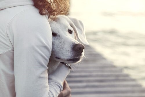 Kann man eine läufige Hündin baden - Frau und Hund