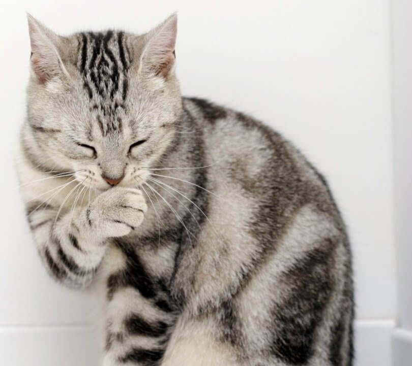 Katzenschnupfen - Katze putzt sich