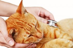 Katzenschnupfen: Ursachen, Symptome und Behandlung