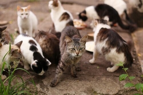 Katzenschnupfen - Katzen