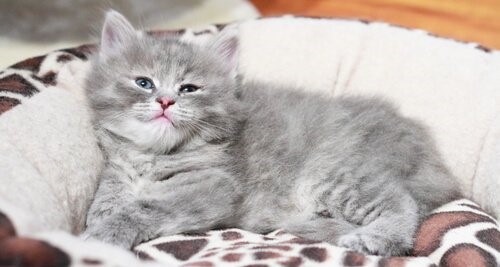 Krebsarten bei Katzen - Kätzchen im Bett