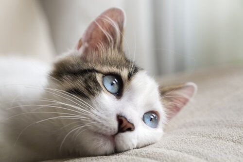 Krebsarten bei Katzen - Kätzchen auf Sofa