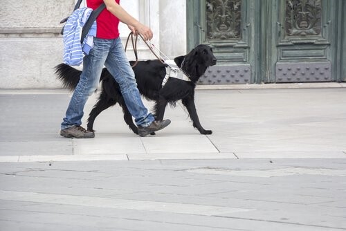 Leben eines Blindenhundes - auf der Strasse