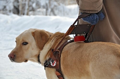 Leben eines Blindenhundes - im Schnee