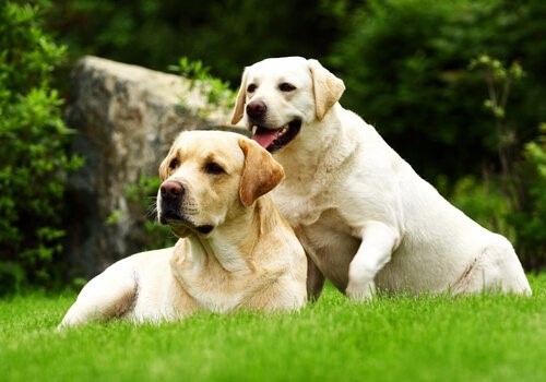 Ob ein Züchter vertrauenswürdig ist - Golden Retriever