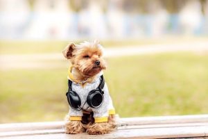6 Outfits für deinen Yorkshire Terrier