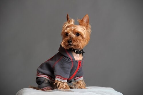 Outfits für deinen Yorkshire Terrier - Trainingsanzug