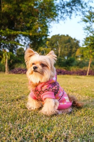 Outfits für deinen Yorkshire Terrier - Picknick