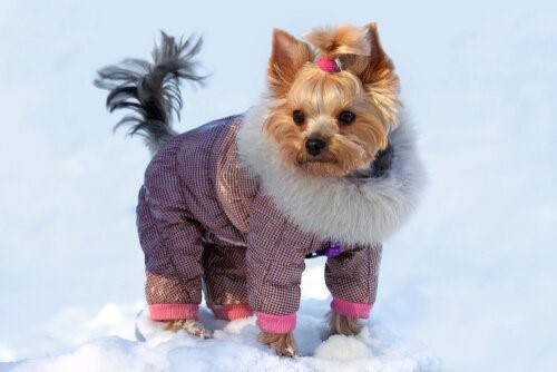 Outfits für deinen Yorkshire Terrier - Schneeanzug