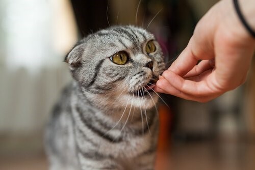 Sieben Lebensmittel, die deine Katze lieben wird - Katze frisst snack