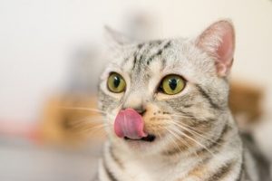 Sieben Lebensmittel, die deine Katze lieben wird