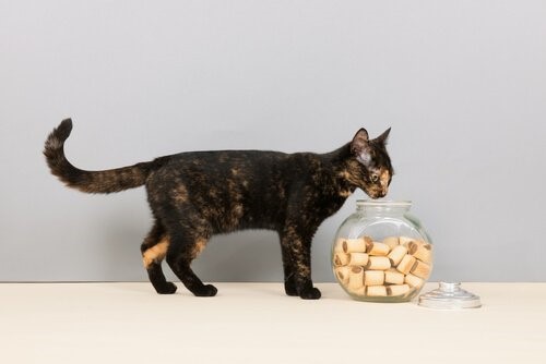 Sieben Lebensmittel, die deine Katze lieben wird - Katze und Kekse