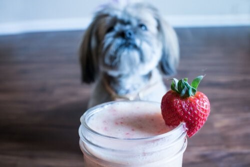 Smoothies für Hunde - Erdbeer Smoothie