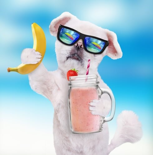 Smoothies für Hunde - Hund mit Smoothie