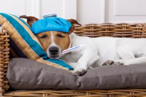 Die Temperatur beim Hund messen