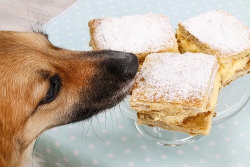 Tipps um zu verhindern, dass dein Hund Essen klaut - Gebäck