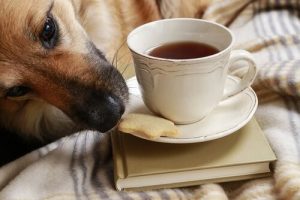Tipps um zu verhindern, dass dein Hund Essen klaut