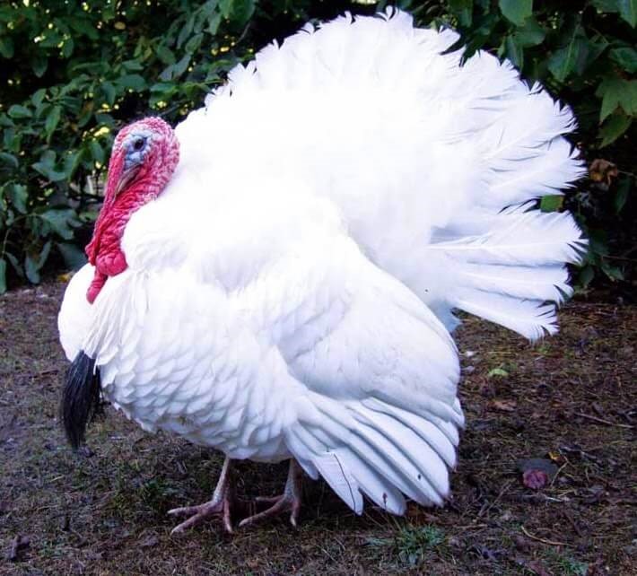 Truthahn-Rassen - Weiße Holland Pute