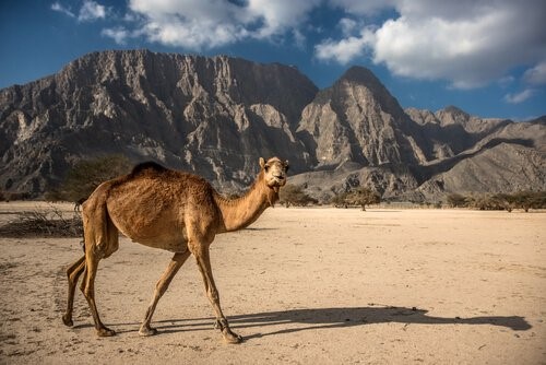 Unterschiede zwischen Kamelen und Dromedaren - Kamel in Wüste