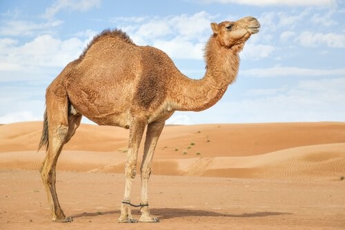 Unterschiede zwischen Kamelen und Dromedaren - Kamel