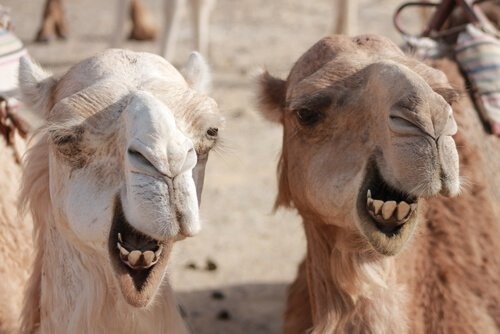 Unterschiede zwischen dem Kamel und dem Dromedar