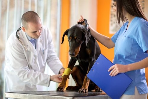 Wie desinfiziere ich die Wunden meines Hundes zu Hause - Hund beim Tierarzt