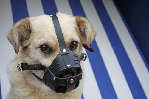 Wie desinfiziere ich die Wunden meines Hundes zu Hause - Hund mit Maulkorb