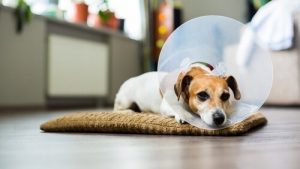 Wie desinfiziere ich die Wunden meines Hundes?