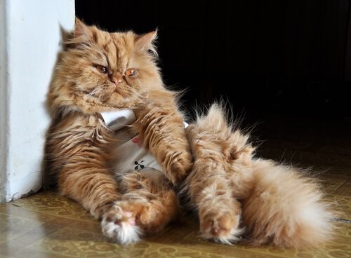 Woran erkennst du, dass deine Katze krank ist?- Katze auf dem Boden