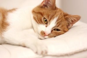Woran erkennst du, ob deine Katze krank ist?