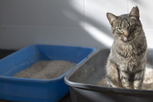 Woran erkennst du, dass deine Katze krank ist? - Katze im Katzenklo
