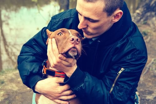 Mann mit Pit Bull