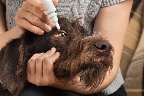 Wie man Haustieren Medikamente verabreicht - Augentropfen