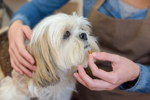 Wie man Haustieren Medikamente verabreicht - Leckerli