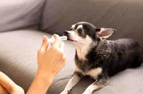 Wie man Haustieren Medikamente verabreicht - Spritze