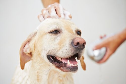 Wie man einen Hund im Winter badet - Hund beim Baden