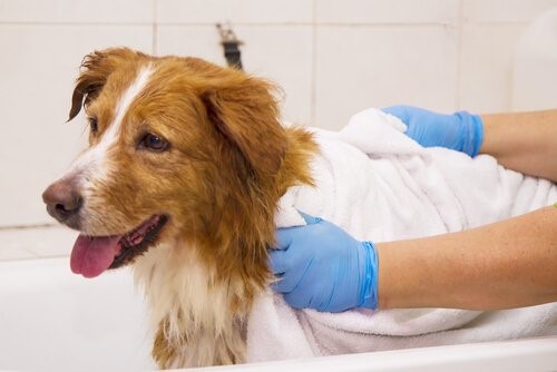 Wie man einen Hund im Winter badet - Hund wird abgetrocknet