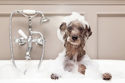 Wie man einen Hund im Winter badet