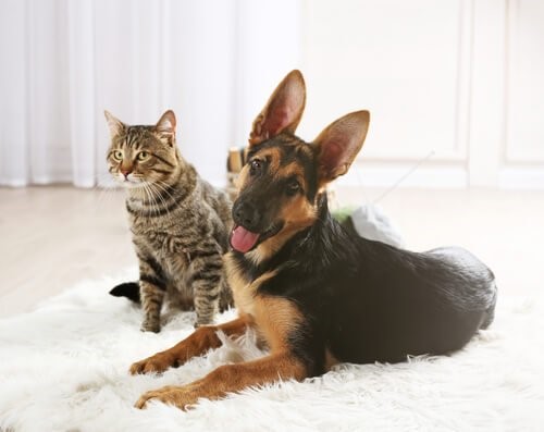 Wie wähle ich eine Katze aus - Katze und Hund