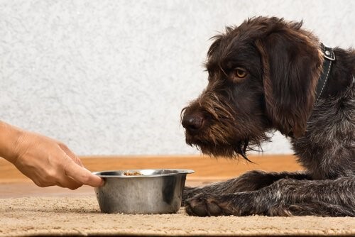 Ernährung deines Hundes umstellen - Hund bekommt Futter