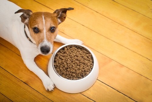 Ernährung deines Hundes umstellen - Hund mit Napf