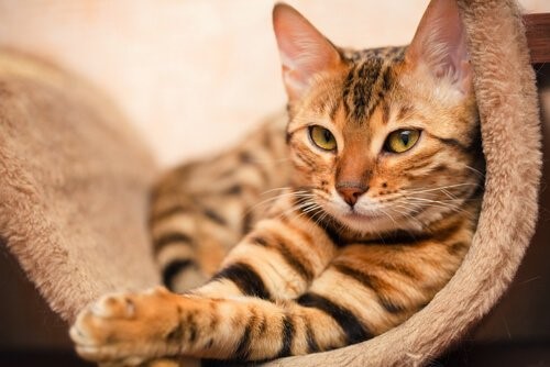 eine Katze