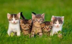 Wie wähle ich eine Katze aus?