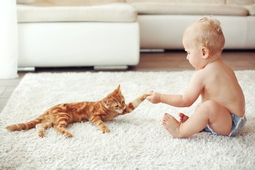 Wie wähle ich eine Katze aus - Lätzchen und Baby